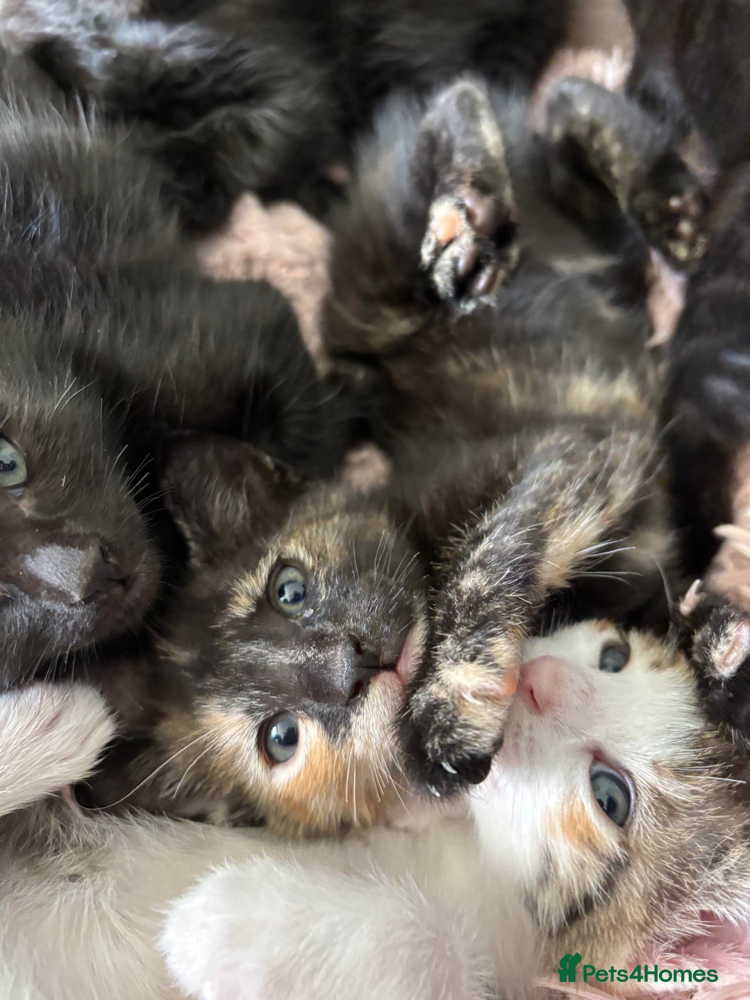 Mixed Breed cats for sale: Stunning litter of 7 kittens - Image 5