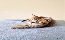 British Shorthair cats for sale: 3 beautiful british shorthair kittens 🥰 - Image 17