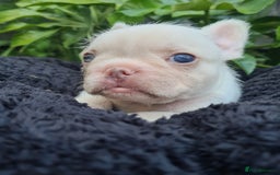 French Bulldog dogs for sale: Big Perm, fluffy and furnished frenchies  - Image 17