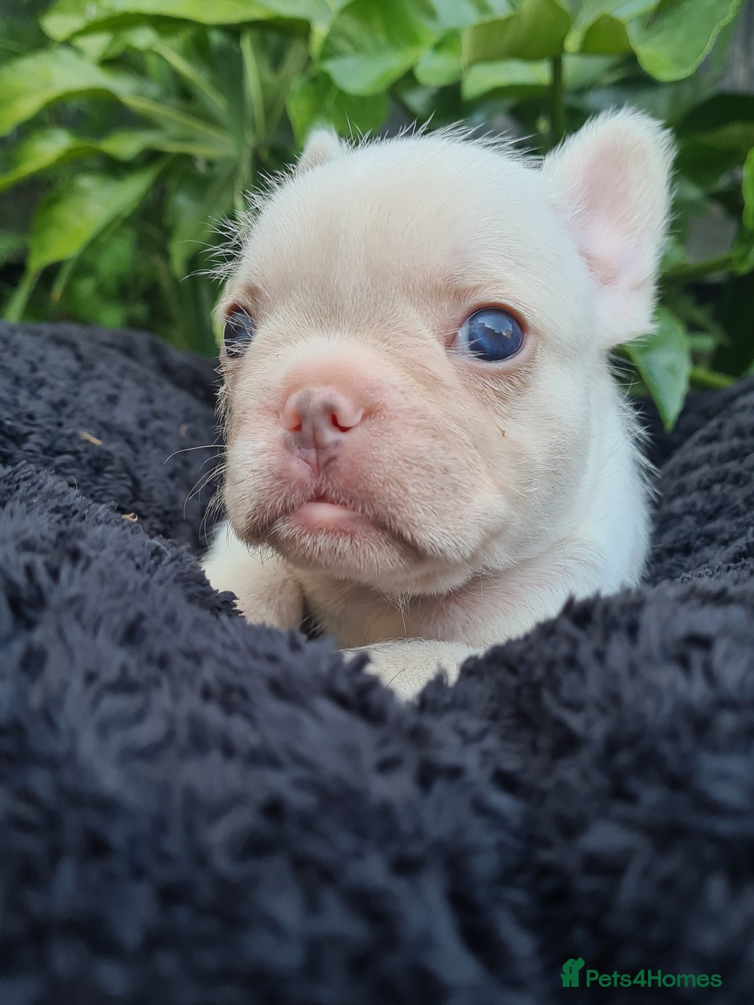 French Bulldog dogs for sale: Big Perm, fluffy and furnished frenchies  - Image 17