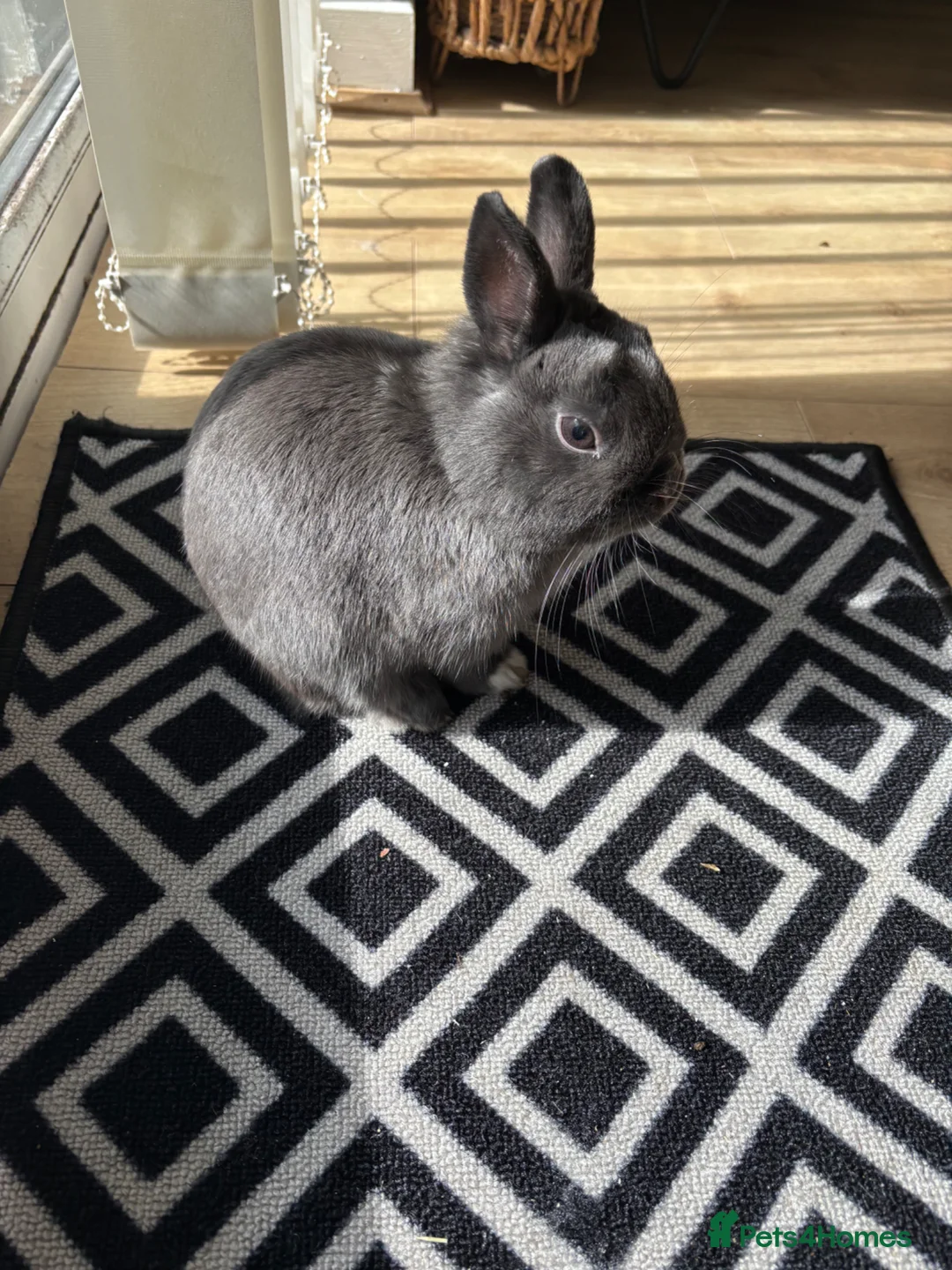 Netherland Dwarf rabbits for sale: Netherlands dwarf male rabbit  - Advert 2