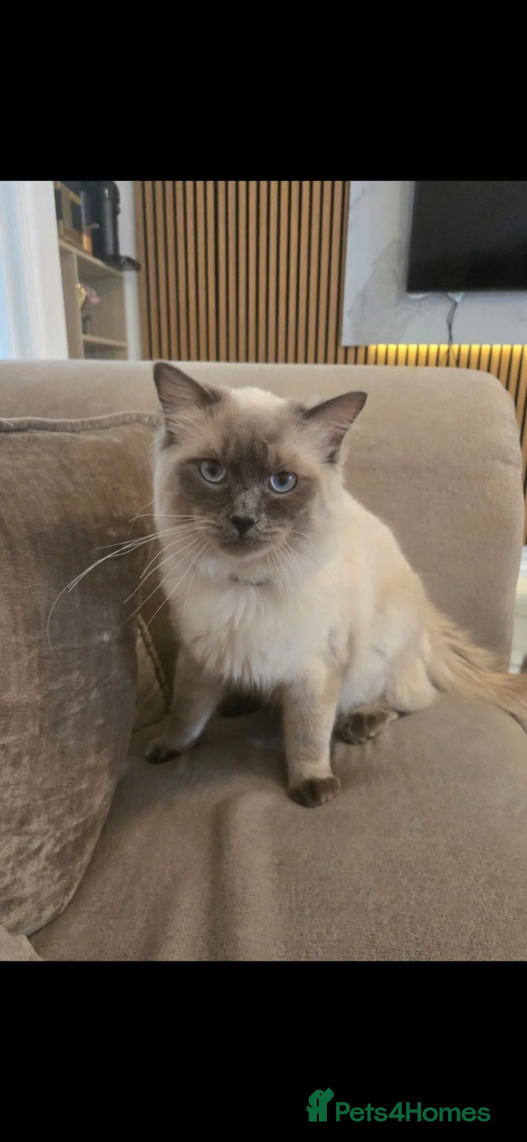 Ragdoll cats for sale: Beautiful Male Pure Ragdoll - Advert 2