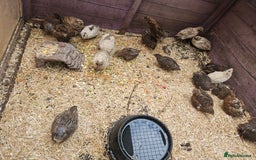 Quail poultry for sale: 27 quail available hatched 2025 - Image 2