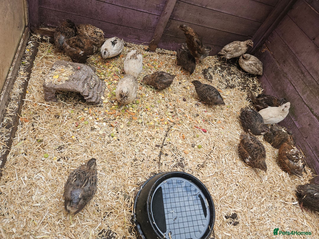 Quail poultry for sale: 27 quail available hatched 2025 - Image 2