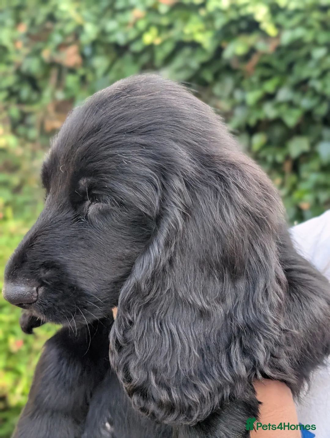 Field Spaniel dogs for sale: *Field Spaniel Puppies* Rare British Breed  - Advert 2