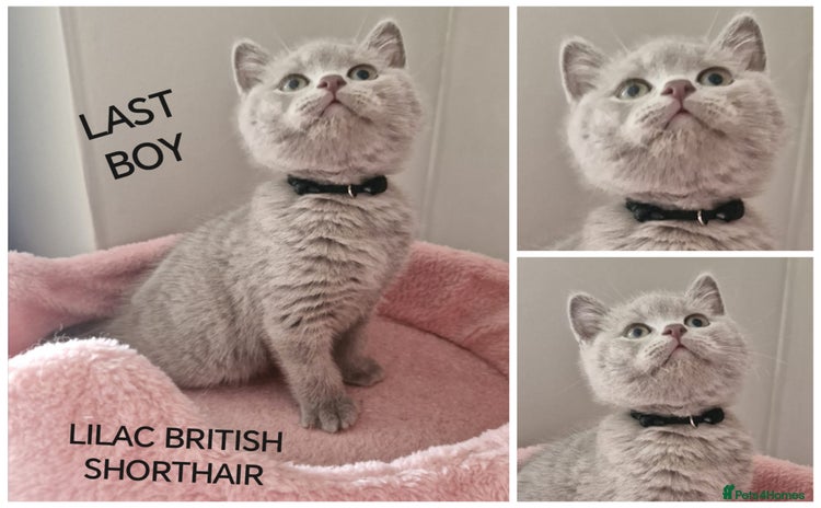 British Shorthair cats - Advert 9