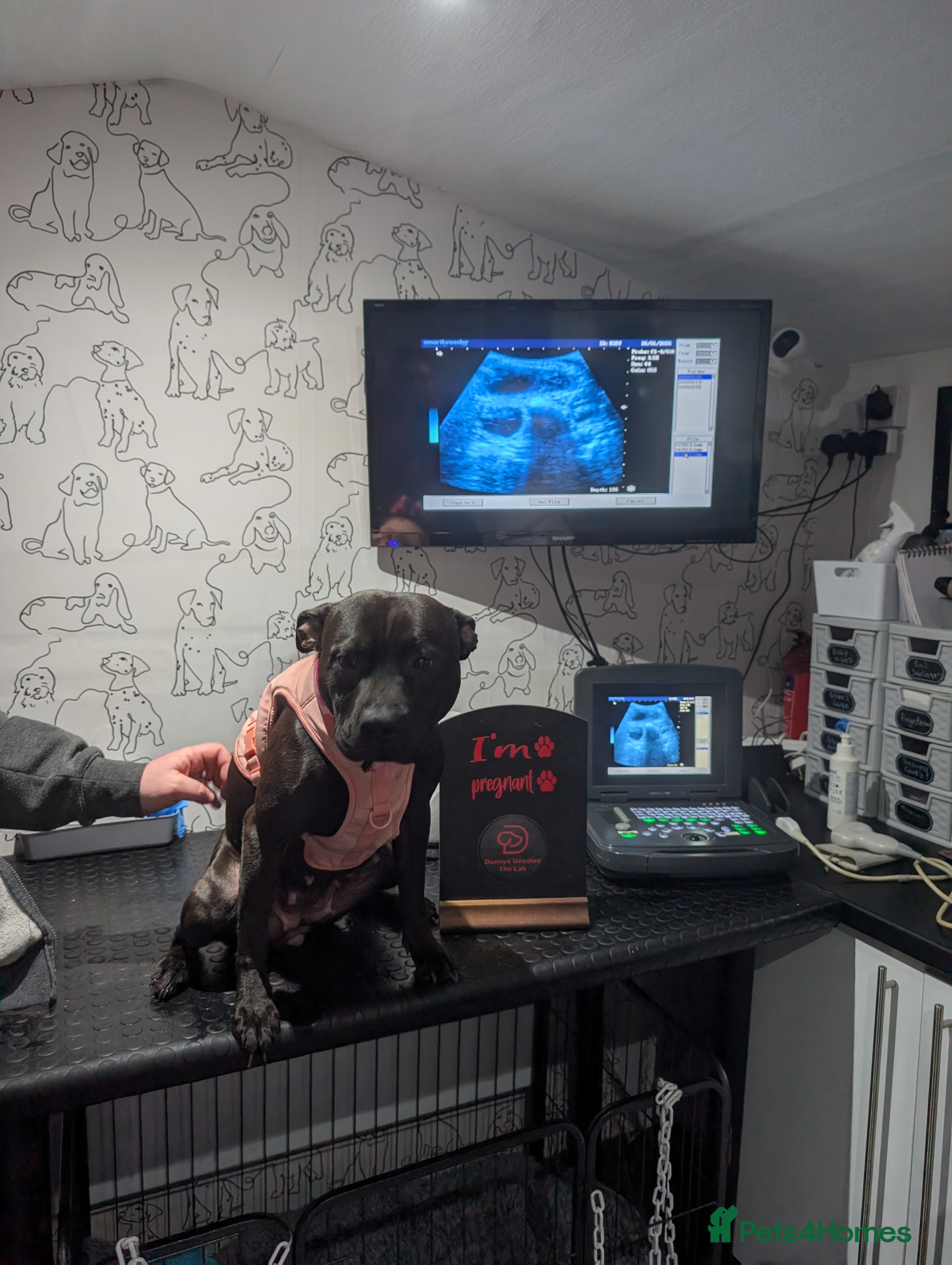 Mixed Breed dogs Staffordshire bull terrier x bullador pups  - Advert 1