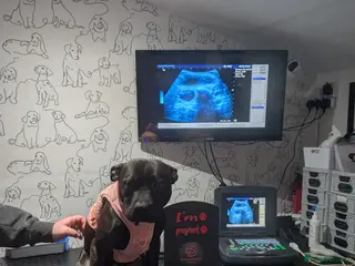 Mixed Breed dogs Staffordshire bull terrier x bullador pups - Advert 1