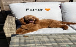 Mixed Breed dogs for sale: F1 MINI SCHNOODLE PUPPIES  - Image 7