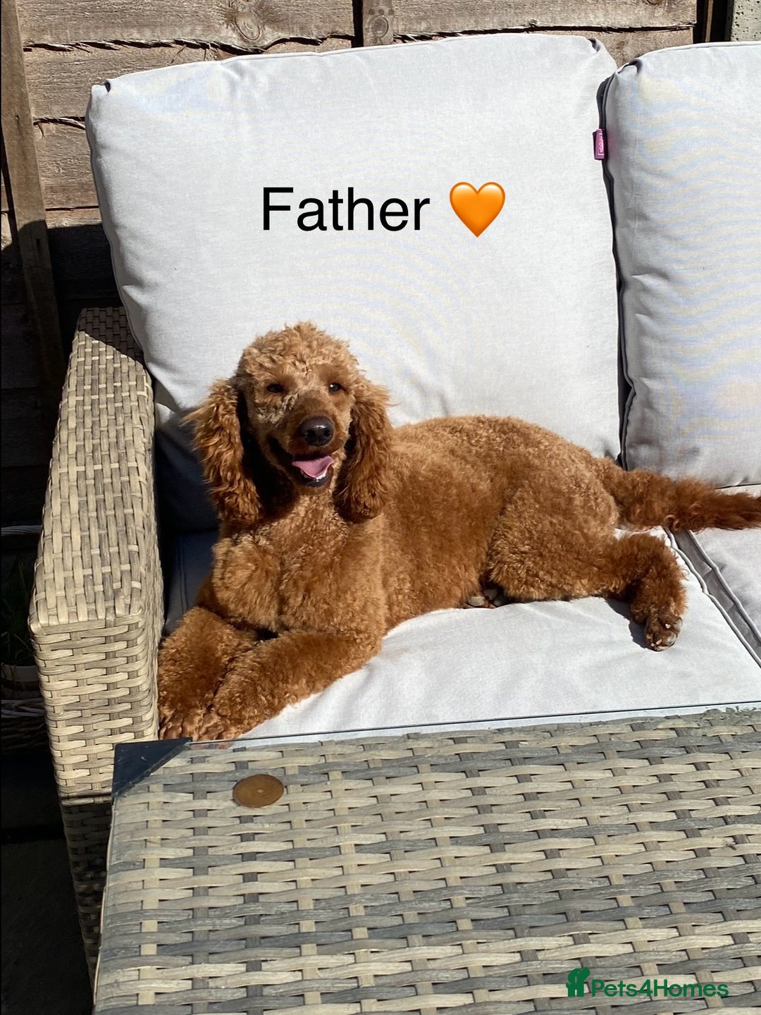 Mixed Breed dogs for sale: F1 MINI SCHNOODLE PUPPIES  - Image 7