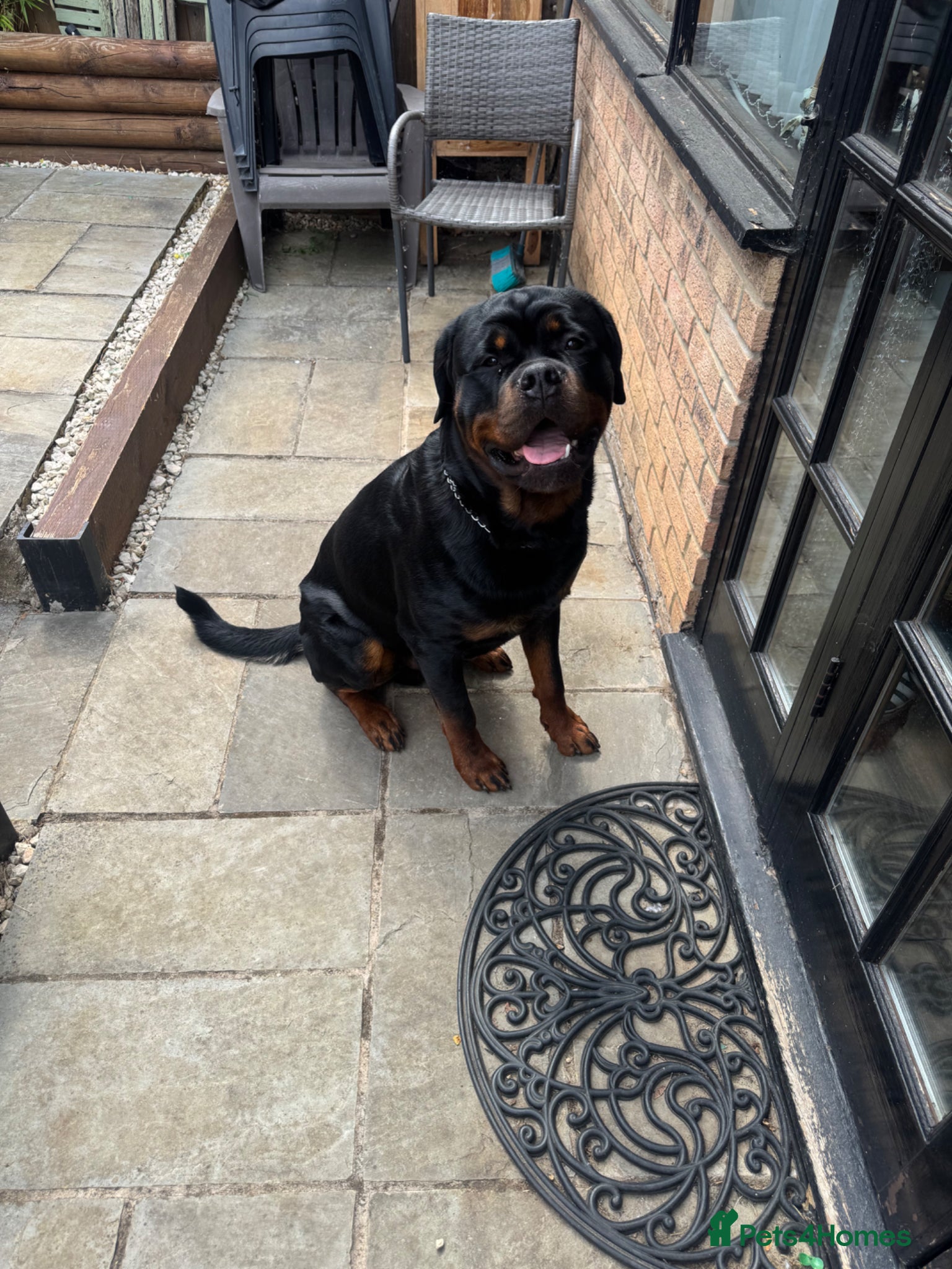 Rottweiler dogs Rottweiler for stud  - Advert 1