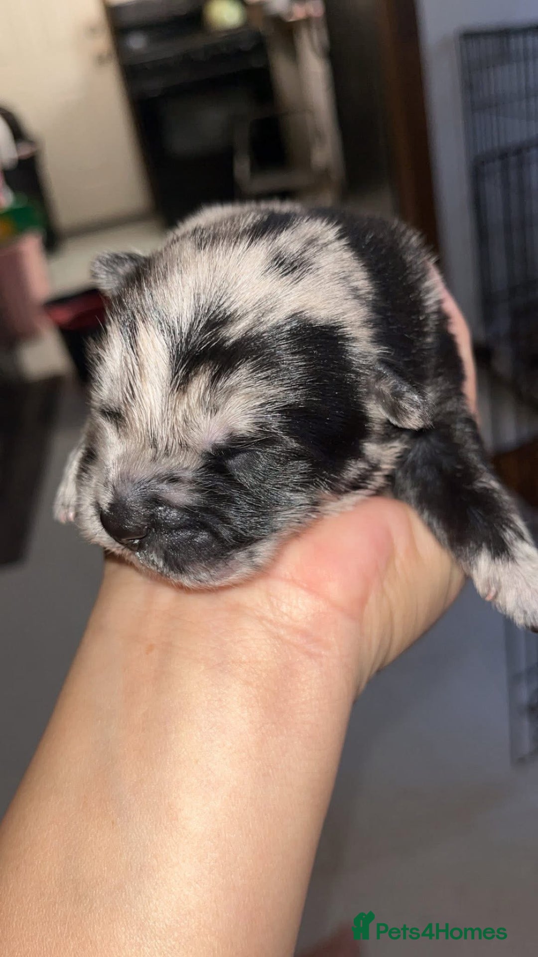 Chow Chow dogs for sale: Chow Puppies – Cream, Grey & Merle Available - Advert 15