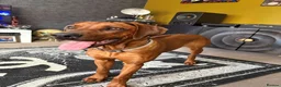 Rhodesian Ridgeback dogs for sale: 11m Female Rhodesian Ridgeback  in Heckmondwike - Advert 4