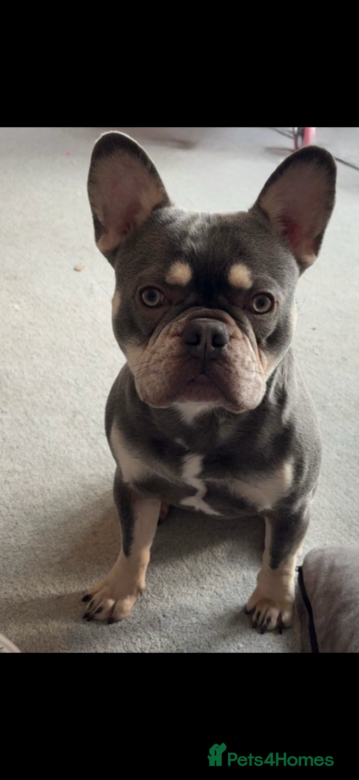 French Bulldog dogs Blue and lilac pure breed French bulldog FOR STUD - Advert 1