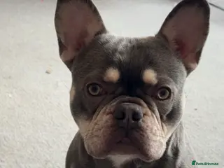 French Bulldog dogs Blue and lilac pure breed French bulldog FOR STUD - Advert 1