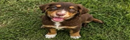 Cocker Spaniel dogs for sale: Cocker spaniel puppies in Cambridge - Advert 5