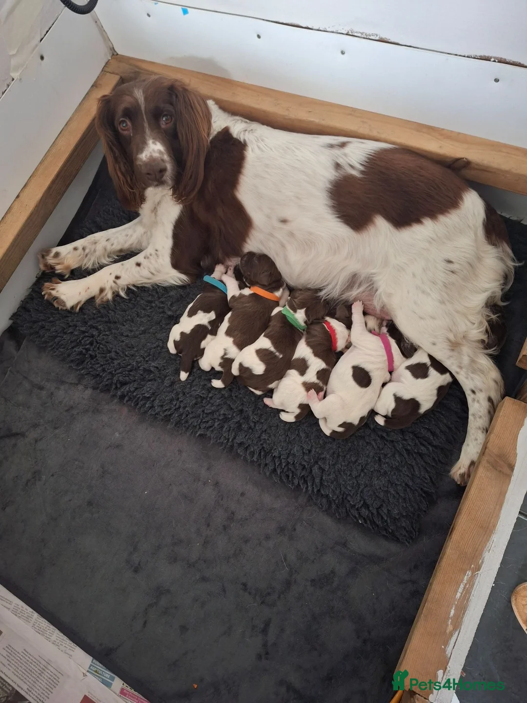 English Springer Spaniel dogs for sale: 5 springer spaniels puppies  in Ossett - Advert 2