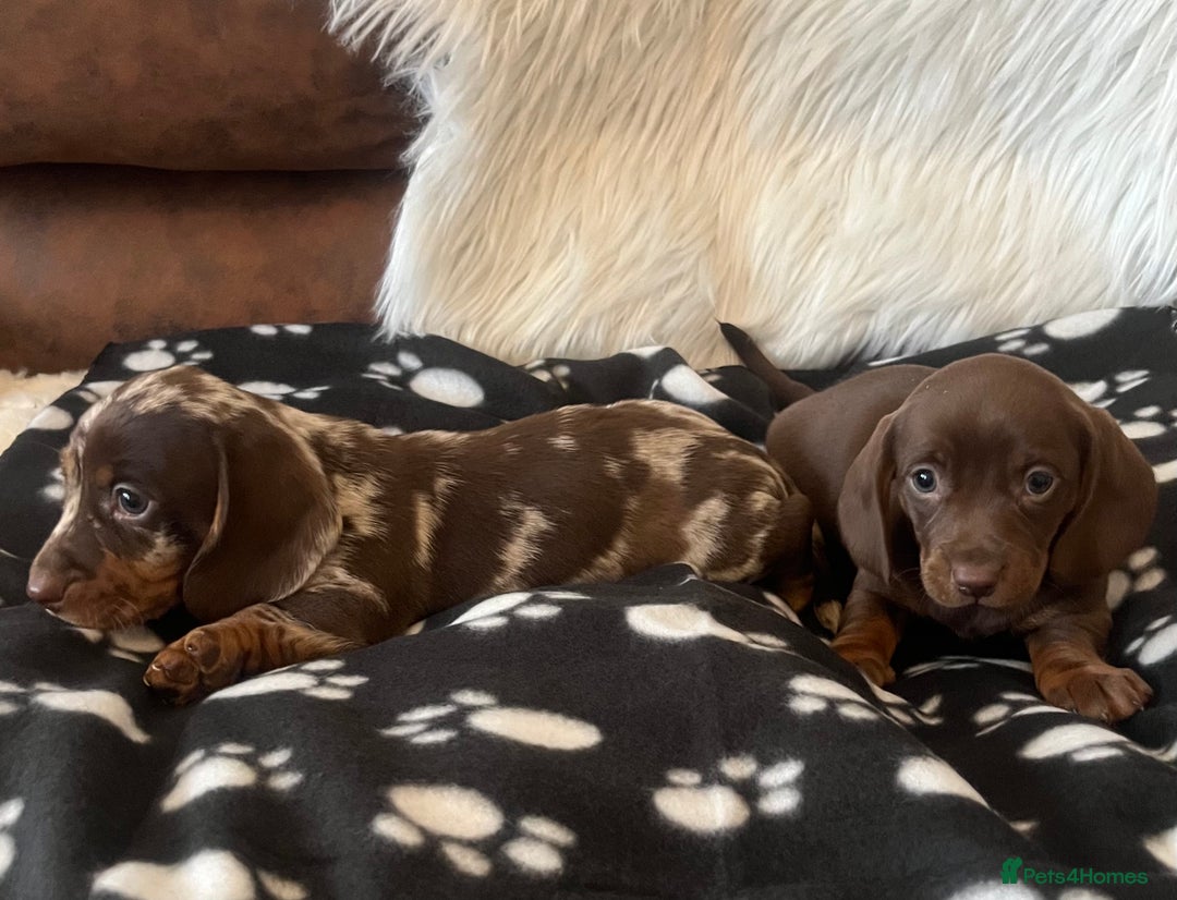 Miniature Dachshund dogs for sale: Miniature dachshund Puppies 🐶 Boy Available! - Advert 7