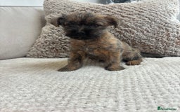 Cairn Terrier dogs for sale: Cairn terrier puppies  - Image 2
