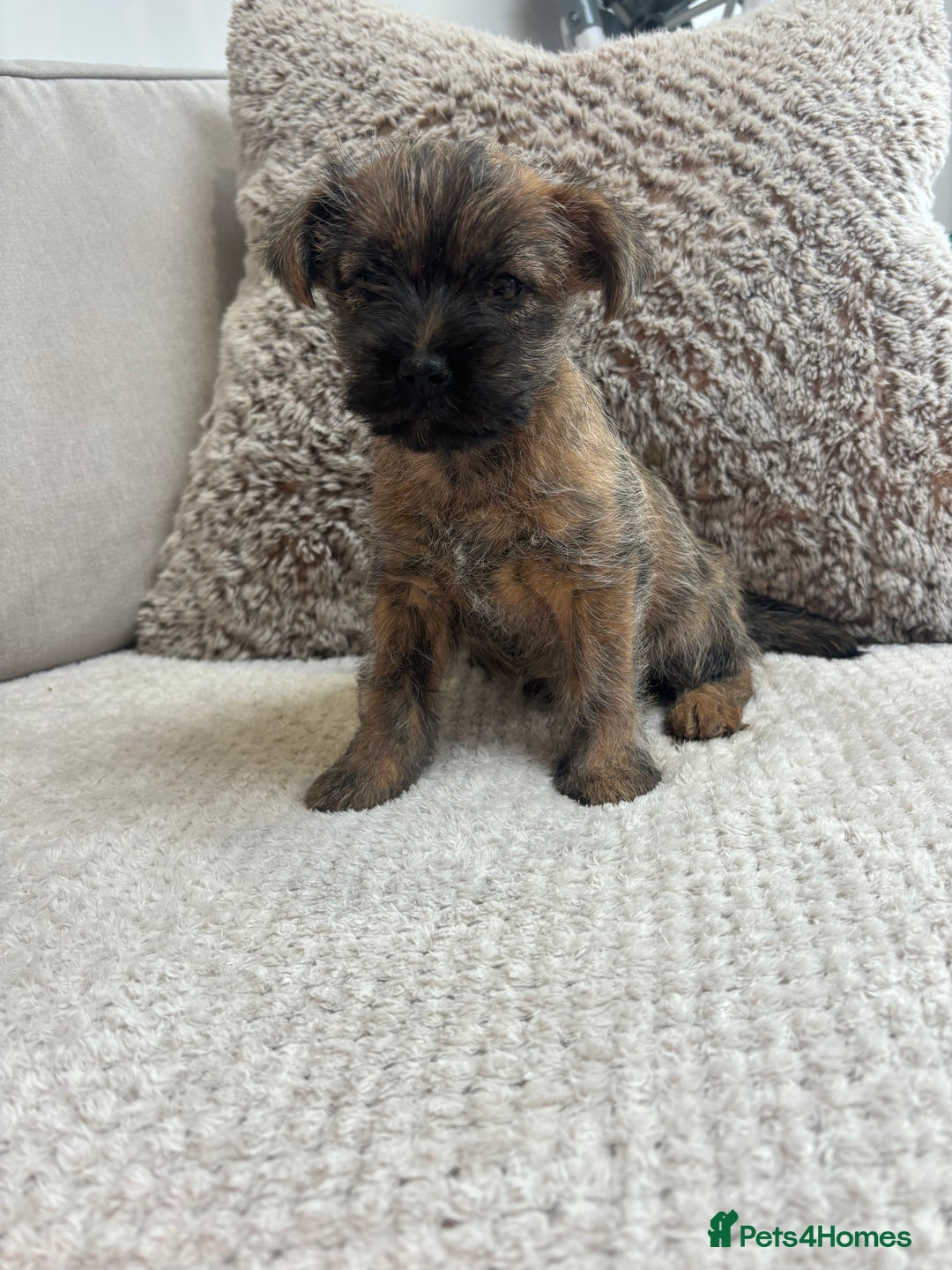 Cairn Terrier dogs for sale: Cairn terrier puppies  - Image 2