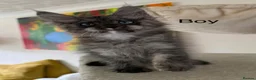 Maine Coon cats for sale: XXL kittens Tica ❤️ - Advert 15