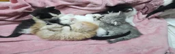 Mixed Breed cats for sale: 2 different litters, tiny kittens  - Advert 10