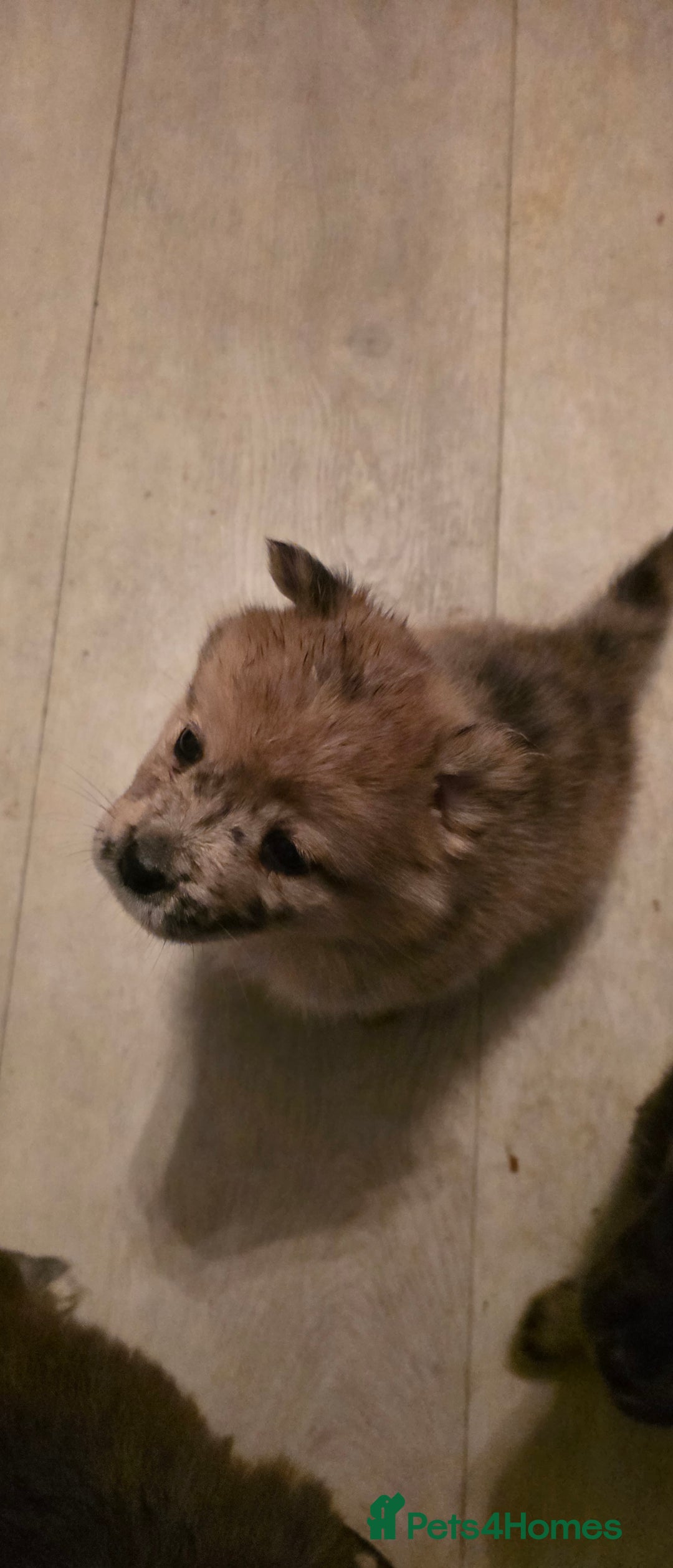 Mixed Breed dogs for sale: Adorable Merle Chowski's for sale  - Advert 16