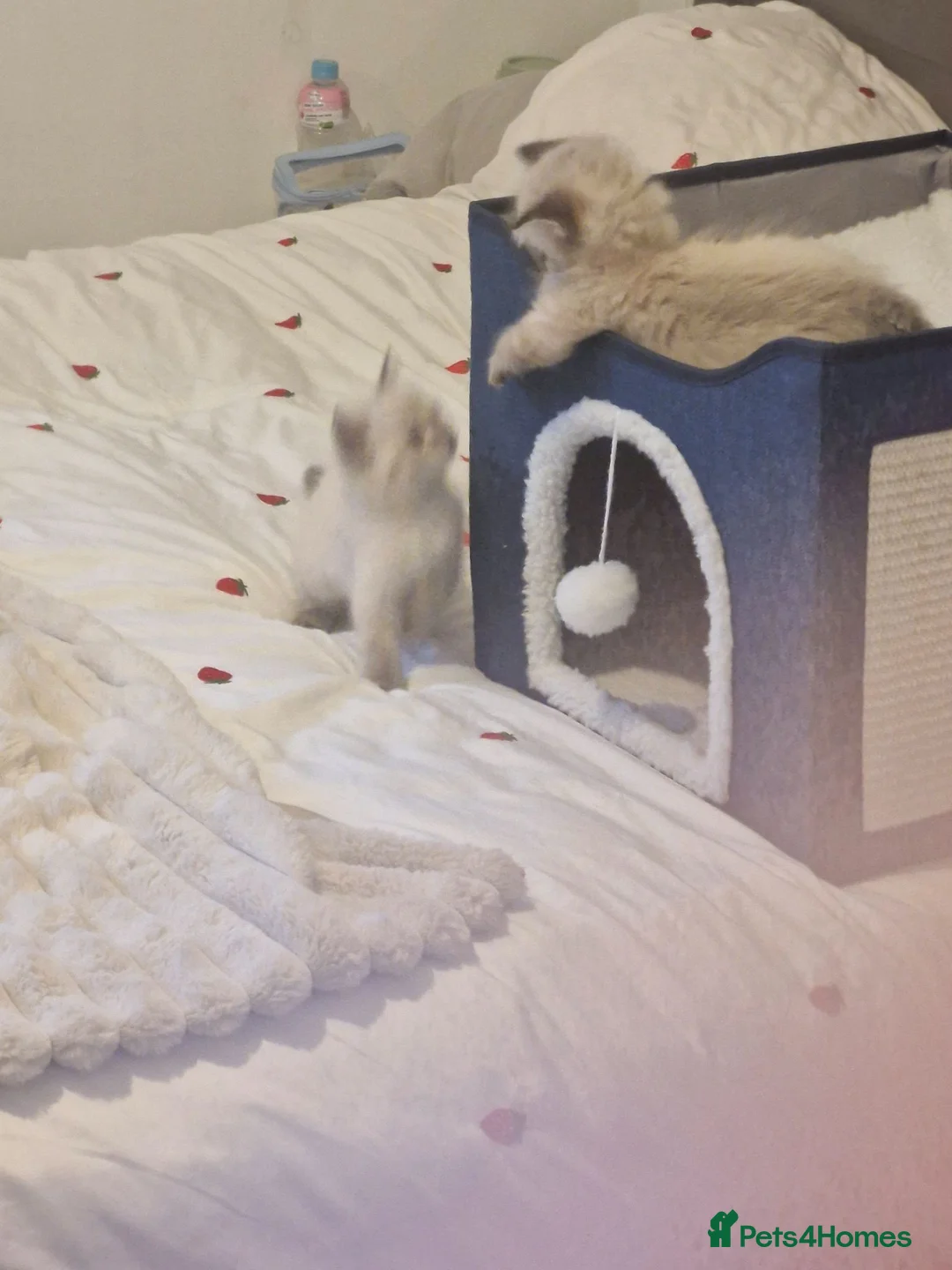 Ragdoll cats for sale: Ragdoll kittens in Porth - Advert 2
