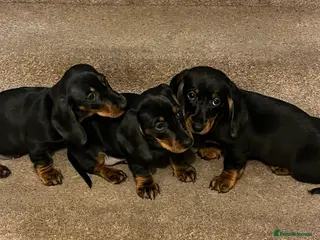 Dachshund dogs 💕dachshund puppies💙 - Advert 10