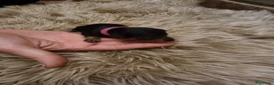 Miniature Pinscher Puppy 6 Miss HOT PINK