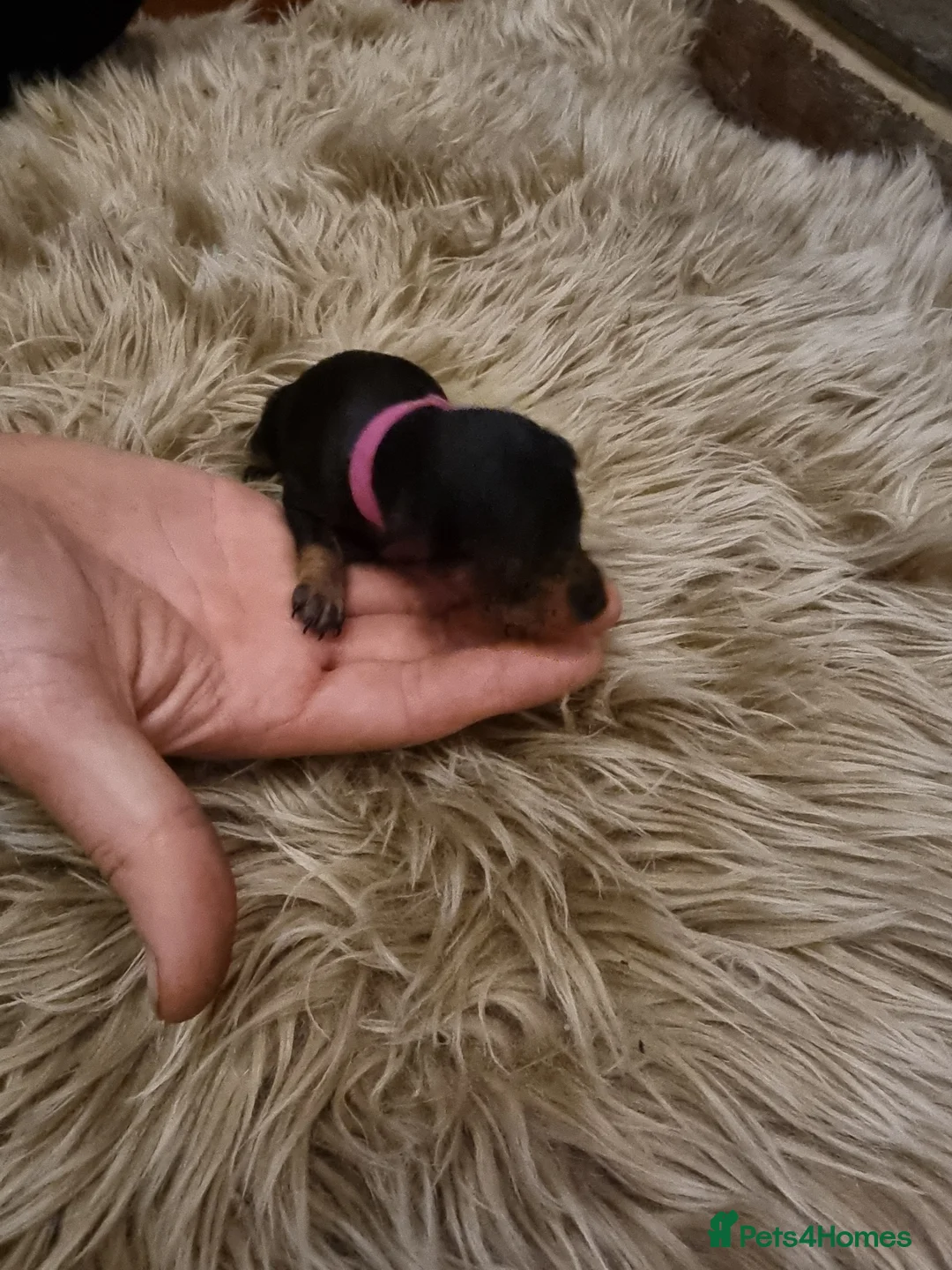 Miniature Pinscher dogs for sale: Miniature pinscher pups - Advert 31