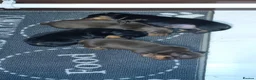 Miniature Dachshund dogs for sale: Miniature Dachshund Puppies - Advert 4
