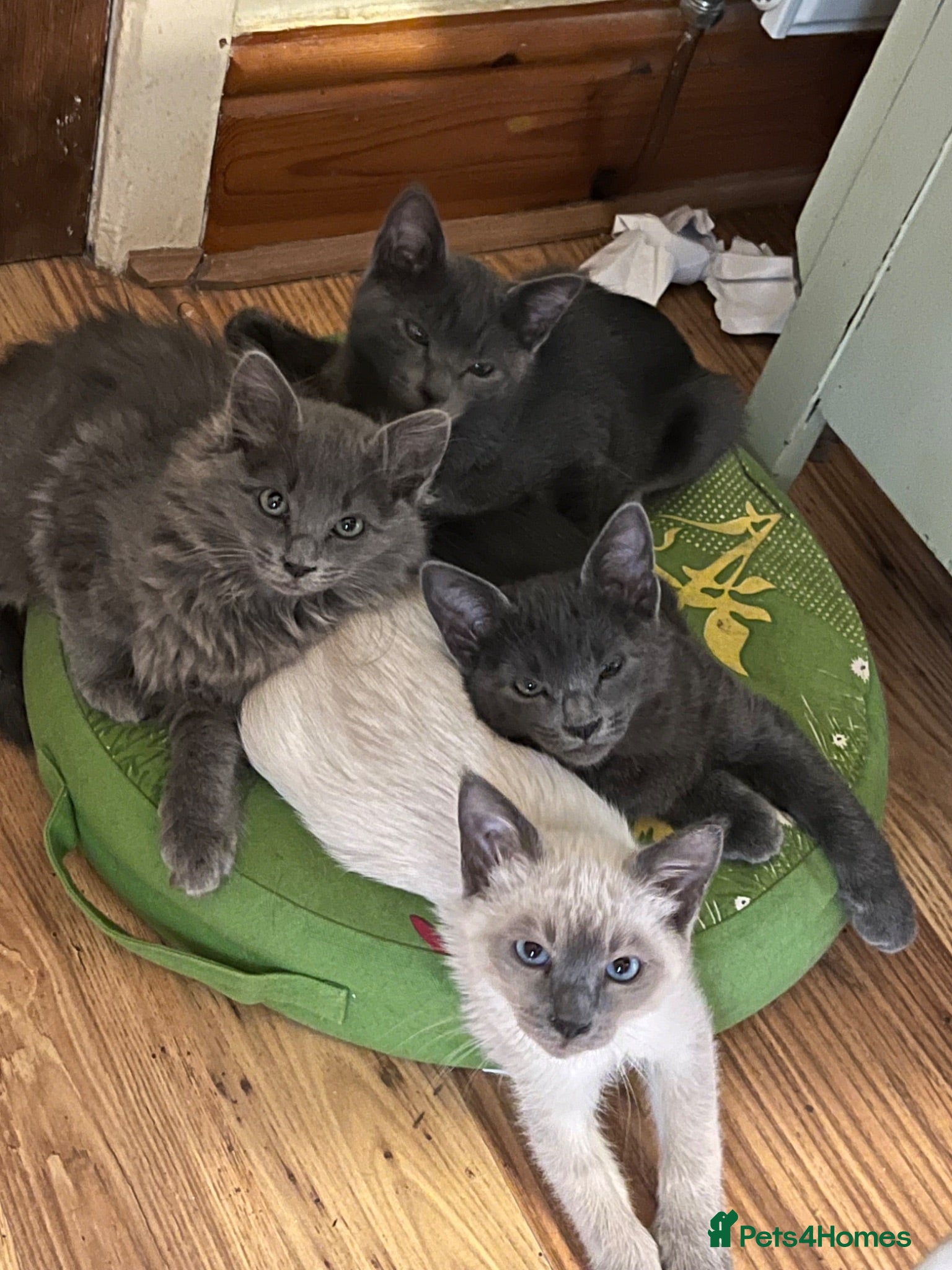 Oriental cats 7 RAGAMESE/SIAMESE KITTENS  - Advert 1