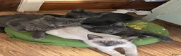 Oriental cats for sale: 7 RAGDOLL/SIAMESE KITTENS  - Advert 23