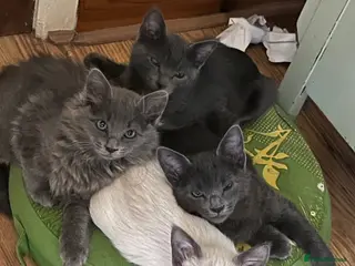 Oriental cats 7 RAGAMESE/SIAMESE KITTENS - Advert 2