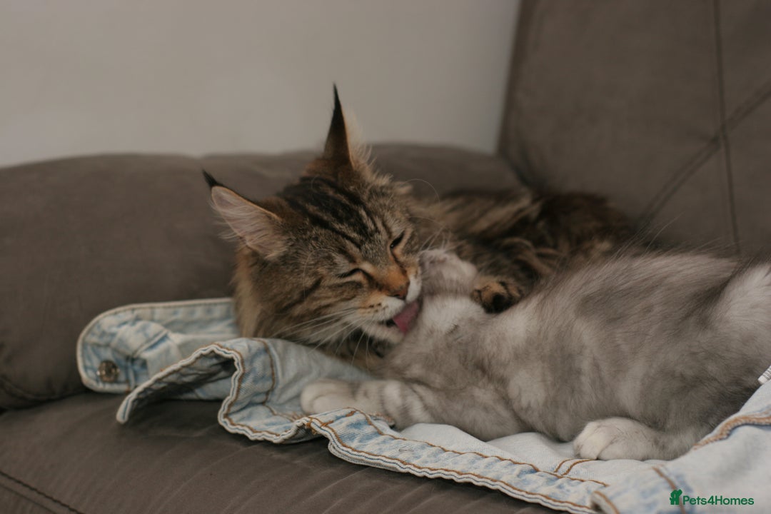 Maine Coon cats for sale: Two mainecoons kittens Sally and Harry silver - Image 10