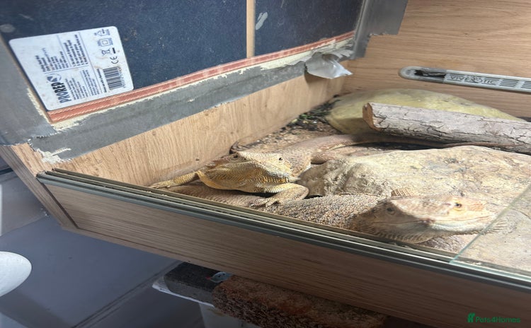 Bearded Dragon reptiles - Advert 2