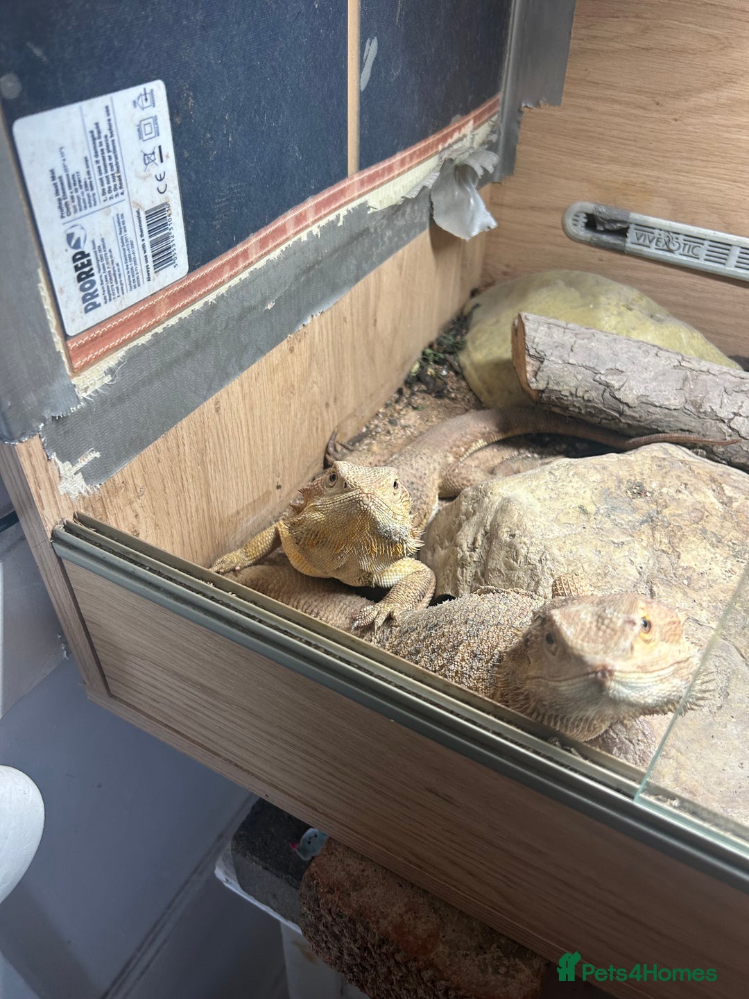 Bearded Dragon reptiles for sale: 2 very friendly bearded dragons and set up - Image 1