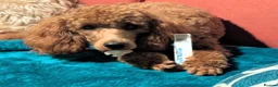 Miniature Poodle dogs for sale: Rehoming due to ill health in Caernarfon - Advert 4