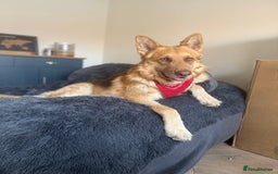 German Shepherd dogs for sale: Isabella GSD puppies - Image 5