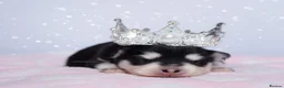 Pomsky dogs for sale: 5 girls and 3 boys are searching for 5 star homes - Advert 11