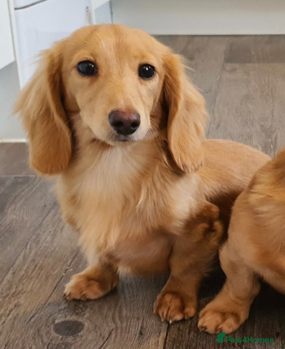 Miniature Dachshund dogs for stud: Beautiful KC Mini Long.H Full Eng. Cream Stud 🤍🐾 - Image 38