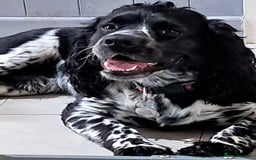 Cocker Spaniel dogs for stud: STUD ONLY. NOT YET PROVEN  - Image 1