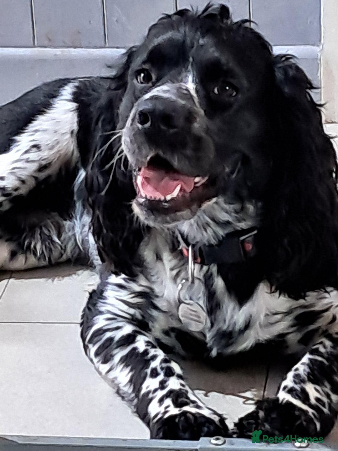 Cocker Spaniel dogs for stud: STUD ONLY. NOT YET PROVEN  - Image 1