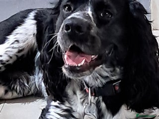 Cocker Spaniel dogs - Advert 1