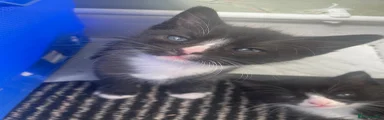 Mixed Breed Kitten 1