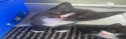 Mixed Breed cats for sale: Three beautuful & playful kittens - Advert 2