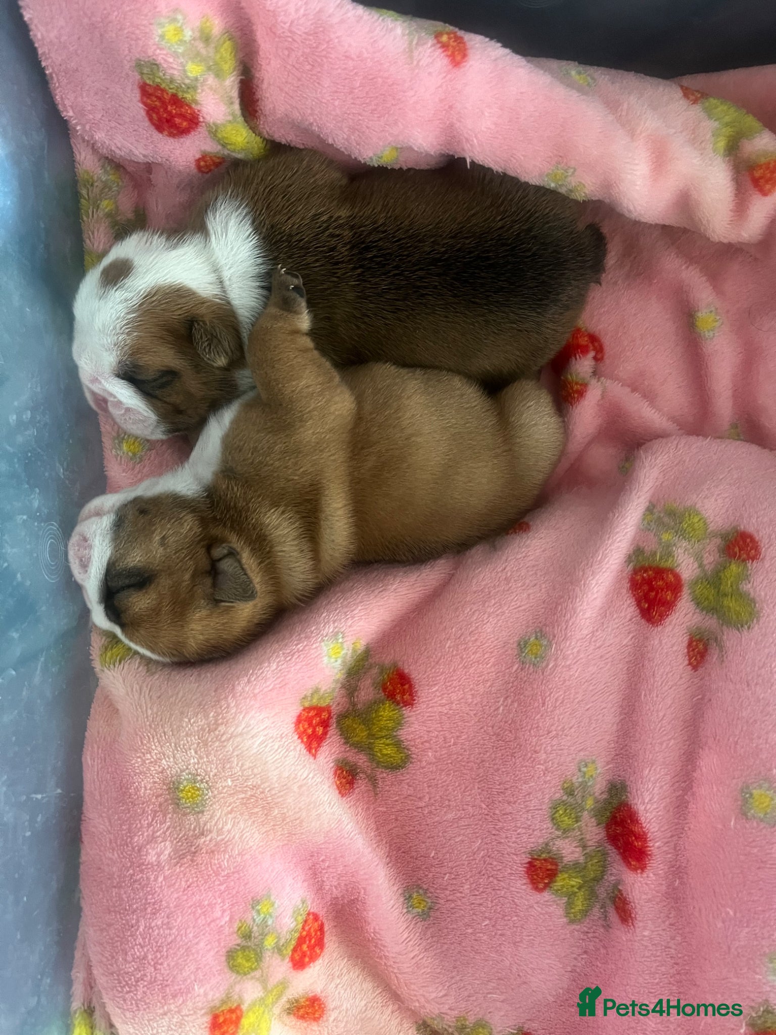 English Bulldog dogs dad gold mum silver health tested 1 boy & 1 girl - Advert 2