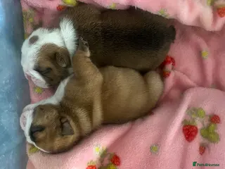 English Bulldog dogs dad gold mum silver health tested 1 boy & 1 girl - Advert 2