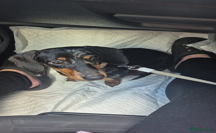 Miniature Dachshund dogs - Advert 1